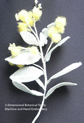 Acacia podalyriifolia3